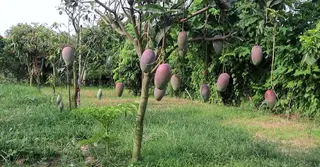বিদেশি জাতের আম চাষে আগ্রহ বাড়ছে নওগাঁর চাষিদের